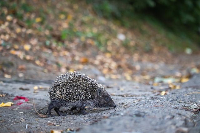 塞韦里奥：我对妈报喜说要去踢顶级联赛，但坏消息是在乌克兰